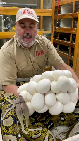 Don’t see this every day 😳 not sure how many eggs but wow😱 amazing  mom Reticulated python just layer her eggs #noonecanstopme #giant #python #mom #amazing #snake #baby #snakes #soon