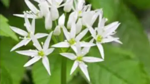 Use wild garlic for high blood pressure. #herbalism #hebalist #medicinalplants #medicinalherbs #holistichealth #holistichealing #naturalmedicine #homeremedy #medicinal #DIY #health #healthy #healthyliving #foraging #freedom #prepper #prepping #justforfun #SelfCare #homestead #wildgarlic