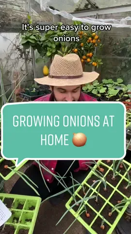 #howto grow onions the easy way at home 🧅😊🌱#plants #PlantTok #didyouknow #LearnOnTikTok #eco #DIY #seeds #onions