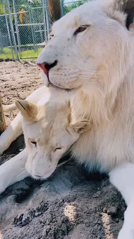 Timba & Vati 💖 #NOTpets #lion #lions #whitelion #bigcat #bigcats #cat #cats #animal #animals #Love #beautiful #amazing #handsome #stunning #fl #florida #fyp