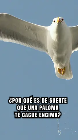 ¿Por qué es de suerte que una paloma te cague encima? #AprendeConTikTok #profesentiktok #AprendeEnTikTok #historia #HistoriasenTikTok #parati