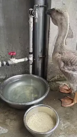 Smart pigeon!