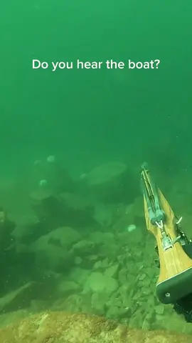 Best feeling in the world 🏹🐟 #spearfishing #freediving #substainable