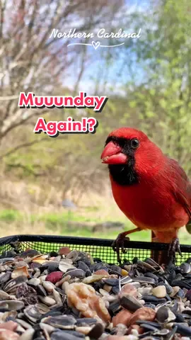 Why is it Mundaaay Again?🤪😆❤️ #cardinal #wildlife #birdslove #nature #spring #bekind #fypage