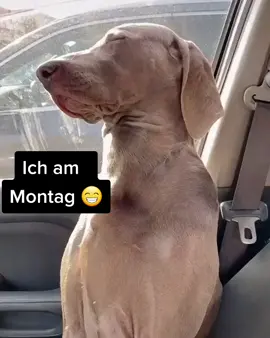 #montag #arbaiten #work #funny #lustig #fy #viral