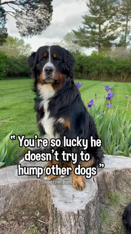 I honestly don’t know 😳 #rescuedog #doggo #funnydogvideo #dogsoftiktok #dogtok #dog