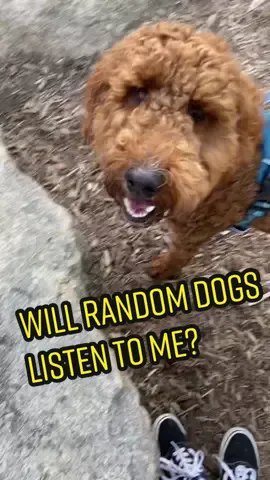 I didn’t realize the red husky was a tripod until after I watched the video 😩 what would your dog do if a stranger asked them to sit? #dogmom #dogpark #DogTraining #huskiesoftiktok #doodlesoftiktok