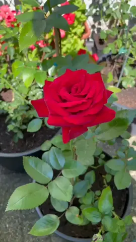 MAWAR BANGKOK, SALAH SATU VARIETAS MAWAR FAVORIT TERUTAMA UNTUK BUNGA POTONG #mawar #bungamawar #mawarmerah #rose #roses #flower #bibittanaman #gardening