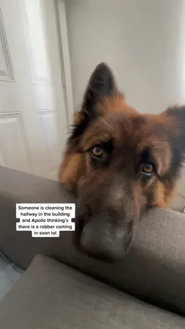 #suspicious #germanshepherd