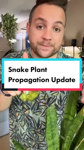 Propagation update! #Plantdad #plantcare #PlantTok #founditonamazon #plantguy #plantstuff #plantsoftiktok #plantslover #planttips