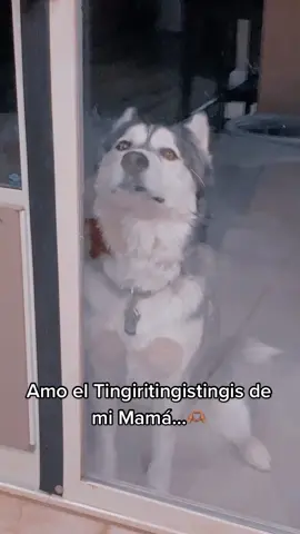 🫶🏽🤍🐼#tingiririringi #perritolindo #NahkuJose