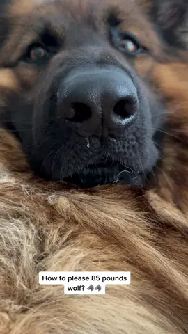 #germanshepherd #dogsofttiktok