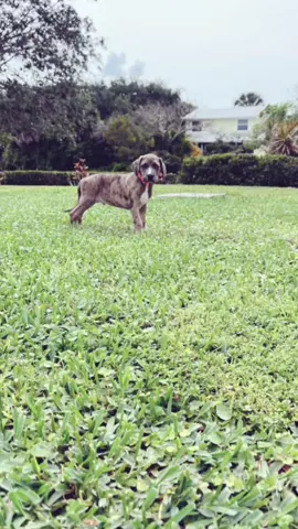 My big boy #catahoula #hogdogs #fyp