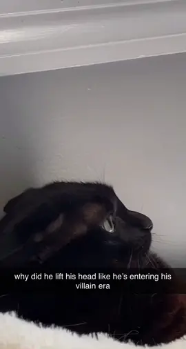 this is my new favorite video of my cats #fyp #blackcatsoftiktok