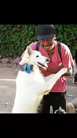 #doglife #whiteshephard #paw #doglover
