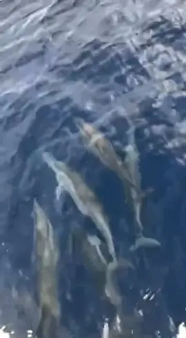 ..........!?🐬🐬