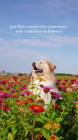 watching her in a field of wildflowers is definitely a memory I could live in forever #dogsofttiktok #dogvideo #wildflower #muttsoftiktok #dogs