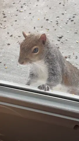 #VoiceEffects #squirrels #squirrelsoftiktok #cute #cutenessoverload #knockknock