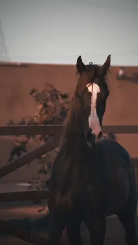 رايكم  ماشاءالله #تصويري #حايل #عزام_اكام #خيل