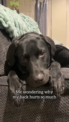 It ain’t easy but someone’s gotta do it🤷🏻 #fyp #foryou #dogsoftiktok #tippytaps #dancingdog