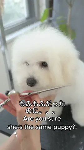 何が起こったの！？　Guess what happened to this cute puppy🐶 #grooming #lovelygrooming #bishonfrise #卷毛比熊犬 #トリミング #ビション #ビションフリーゼ子犬