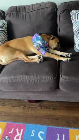 My baby #dogsofttiktok #dog #dogs #myrescuedog #puppiesoftiktok #puppy