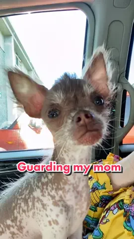 I’m so scary. #PetsOfTikTok  #hairlesschihuahua #hairlesspuppy #chihuahuapuppy #chihuahuasofinstagram #hairlesschihuahuasofinstagram #xoloitzcuintli #xoloitzcuintlisofinstagram #hairlessbreed #puppylove #chihuahua #xolopuppy #puppiesofinstagram #followmydog #nekkeddog #hairlessdog #gremlindog #babywerewolf #chihuahuasoftiktok #puppiesoftiktok #viralpuppy #uniquepuppy #dogsoftiktok