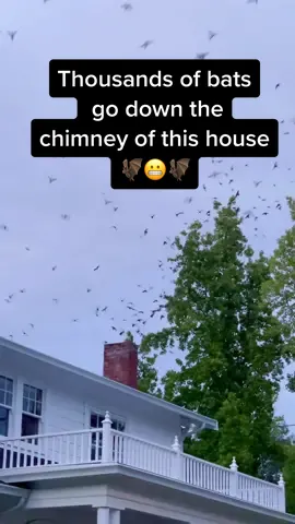 This was the most bizarre thing I’ve ever seen 🤭🦇 I hope the people are okay 😬 #bats #homeownerlife #homeownerproblems #homedecor #OhNo #comedy #lol #fyp #natureathome #naturevibes