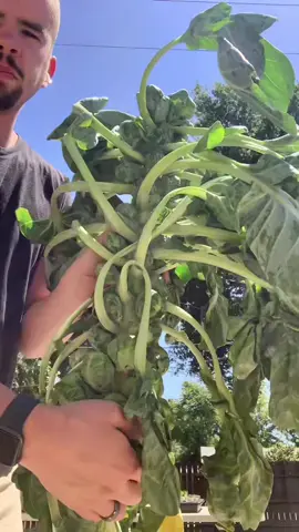 Take a shot for every time I say brussel sprout. #urbangarden #urbangardening #growyourownfood #garden #gardentok #hollistichealth #summergarden2022 #gardenproject #veggiegarden #brusselsprouts
