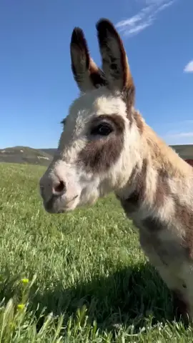 Would you swipe right?! #petdatingprofilechallenge #idahocheck #minidonkeysoftiktok #minidonk #heehaw #idaholife #minidonkeys #LENOVOJUSTBEYOU #fyp