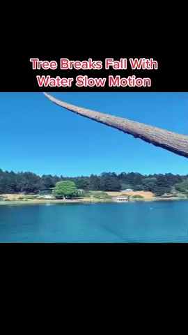 Did you think the Splash Was going to be that big ?🌊 Who can Name the Tree?🪵 Credit : Unknown #fyp #cool #foryou #foryoupage #satisfying #slowmotion #lumberjack #logging #treefelling #tree #trees