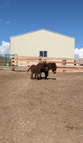 Mike and his little donk syndrome #littlemansyndrome #minidonkeys #idahoranch #heehaw #countryass