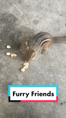 A step-by-step guide to befriending your neighborhood chipmunks and squirrels. I put way more time into this video than I had originally intended... I just love my furry little friend and figured you might want one of your own.