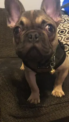 Happy Saturday Besties 🐾 #frenchies #LENOVOJUSTBEYOU #10millionadoptions #trending #viral #comment #dog #dogs #dogsoftiktok #dogtiktok #doglover #puppylove #frenchiesoftiktok #frenchietiktok #pets #PetsOfTikTok #pettiktok #tiktoker #influencer #doginfluencer #dogmom #dogdad #realdogmomsoftheworld #cute #idonthaveanythingtosay #share #saturday #weekend #follow