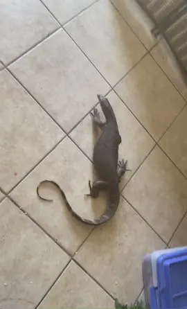 My Asian water monitor does not like our puppy #lizard #PetsOfTikTok #reptiles #exoticpets #dog #puppy
