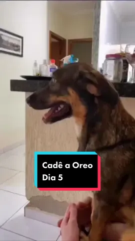 Mais um dia se encerra e nós não encontramos a Oreo 😢 #dog #cachorro #ajuda #cachorroperdido