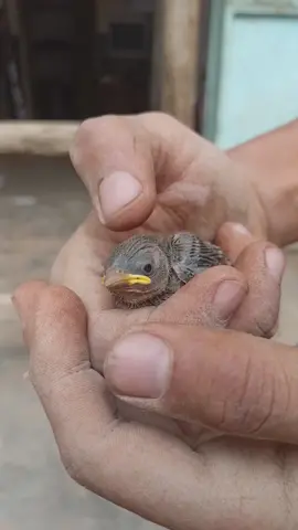 سرقت بيض العصفورة 😂🐦#fyp #fypシ #bird #funny