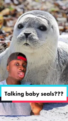 Imagine being the night guy at an aquarium and suddenly being catcalled by a seal