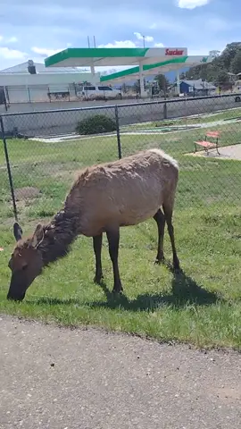 Estes Park is almost a guaranteed place to see elk! #foryoupage #foryou #fy #coloradoadventures #Colorado #rockymountains #wildlife #nature #wildlifelover #elk