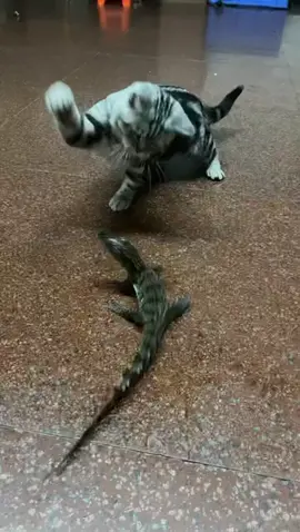cat 🐱 And crocodiles 🐊 The duel, 🐱 Don't hit it 🐊 When you grow up, you have no chance😂😂😂
