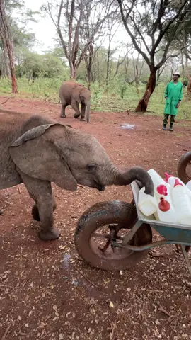 Fed special formula every 3 hrs, day & night, the elephants have all the milk they need. Of course that doesn’t stop them wanting more! As the Keepers are busy sorting 40+ empty bottles post feeding time, orphan Choka tries to sneak in for some more leftovers! #animalrescue #babyelephant #elephant #sheldrickwildlifetrust #more #milk #animals #SWTChoka #nairobi #wildlife #kenya