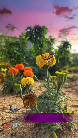 يازين سلمت لك روحي وقلبي وبهواك #tiktok