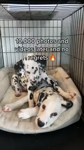 10,000 photos and videos later and no regrets #dalmatian #dalmatiansoftiktok #dogsoftiktokviral #cute #puppies #twins #fyp #foryoupage