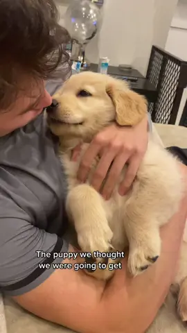Don't ever change Colly 🤣 #puppy #crazy #colin #goldensoftiktok