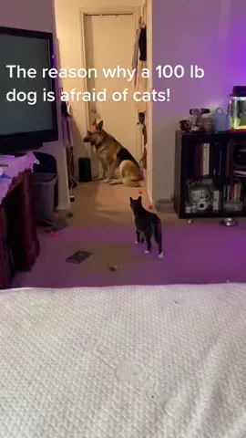 When a 7 lb cat terrorizes a 100 lb German Shepherd… #germanshepherd #gsdoftiktok #dogs #dogsofttiktok #dogmom #germanshepherdsoftiktok #catsoftiktok #cats #cat #bigbaby #catboss #scardydog #scardycat👻🐱