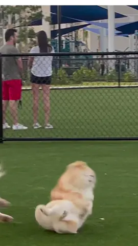 Momento dramático con chispito mi perro P.S Esta bien de imediato salio corriendo a jugar 😂 #fyp #funny #parati