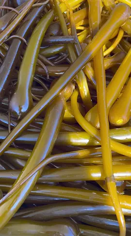 Kicking off the 2022 kelp season! Fresh rope-grown bull kelp from Level Island Kelp Farm 🙏 This is Megan’s first kelp harvest off of her newly formed farm, and we are 😀 ear-to-ear 😀 happy to see the success she had growing the oh-so-challenging-but-delicious bull kelp — a crispy, savory delight used as the first ingredients in all of our sauces 🌱 🌊 🌶 🫙 #kelp #HavaianasLivreDeCliches #food #fypシ #regenerativeagriculture #seaweed