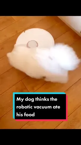 My dog thinks the robotic vacuum ate his food😂 #pfy #fyp #foryou #smarthome #roboticvacuum #smartappliances #funny #dog