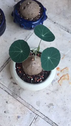 Stephania erecta is an amazing caudex plant with beautiful round leaves #stephaniaerecta #stephania #rareplants #caudex #caudexplant #amazingplants #leaves #roundleaf #houseplants #PlantTok