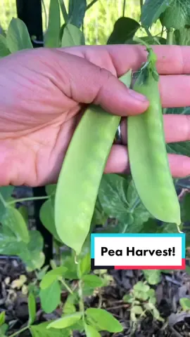 Pea harvest! Plus alil story time 😊 #relax #destress #peaceful #harvest  #harvestbasket #veggieharvest #peas #pea #plants #vegetables #veggies #veggiepatch #victorygarden #growfood #growfoodnotlawns #growyourown #educational #garden #garden101 #gardentok #gardening #gardening101 #gardeningtok #gardeningtips #gardentips #havefun #sliceoflife #homestead #homesteading #homesteadlife #nature #Outdoors #greenthumb #fyp #fypシ #fypage #foryou #foryoupage #viral